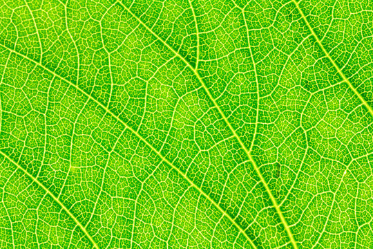 Leaf texture, leaf background for design with copy space for text or image. Leaf motifs that occurs natural.