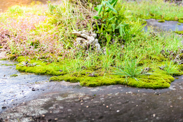 Plants ecosystems and flower in 