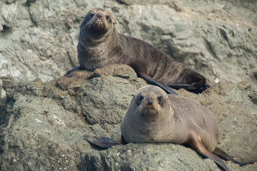 Seals in New Zealand sitting on rocks