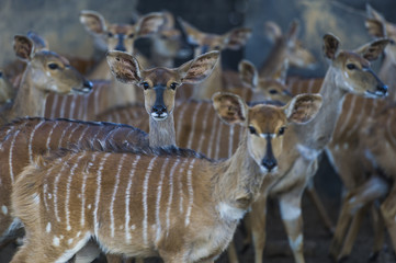 Nyala Game Capture and Capture Bomas