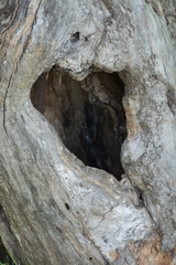 Closeup of tree with heart shaped hole