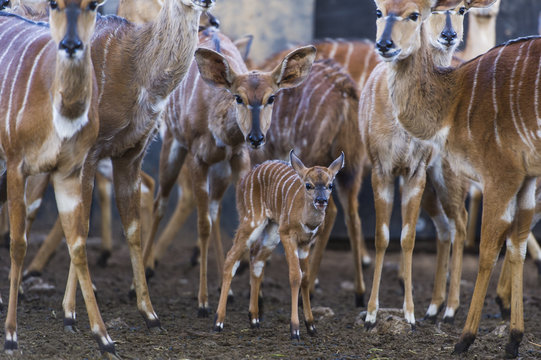 รูปภาพNyala เลือกดูภาพถ่ายสต็อก เวกเตอร์ และวิดีโอ3,616 Adobe Stock
