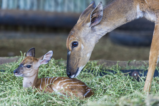 Nyala Game Capture and Capture Bomas