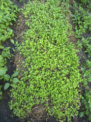 Bok choy or Turnip greens in garden farm