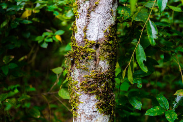 green mos on the tree