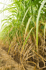 Sugar cane plantation in Queensland, Australia.