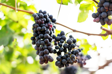 ripe grapes harvest in vineyard