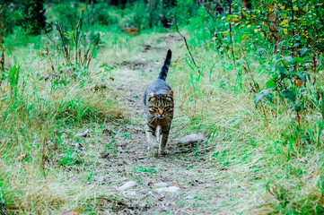 Russia. My travel and adventures across Siberia. Mountain Altai, country of shamans and legends. Alpine meadows, pure mountain river, lakes, falls...