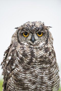 Spotted eagle owl, Stillbay, Western Cape, South Africa