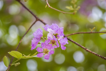 Lagerstroemia floribunda