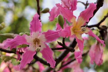 トックリキワタの花