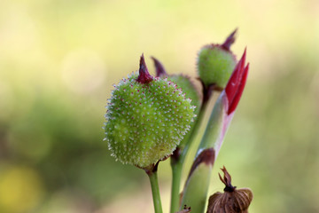 トゲトゲの種袋