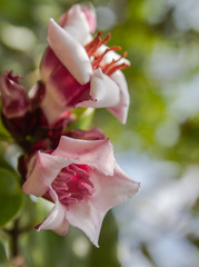 Spider tresses flower,closeup shot.