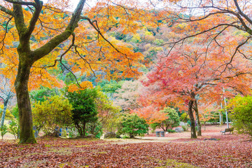 Red maple leaves blooming at Arashiyama