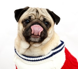 Obraz premium Pug dog isolated on white background, isolated