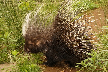 アフリカタテガミヤマアラシ