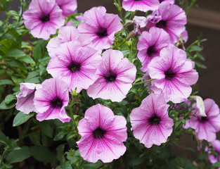 purple petunia flowers