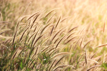 Beautiful nature background with meadow grass field