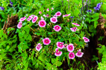 Closeup Straw flower