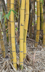 Bambusa vulgaris