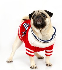 Pug dog on the white background, isolated