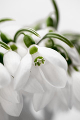 Beautiful snowdrops in a bouquet with details
