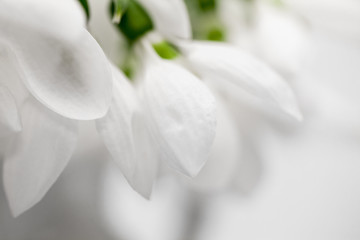 Beautiful snowdrops in a bouquet with details
