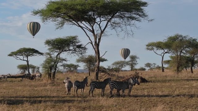 Hot Air balloons fly over the Serengeti in Tanzania with Zebras in the foreground. 