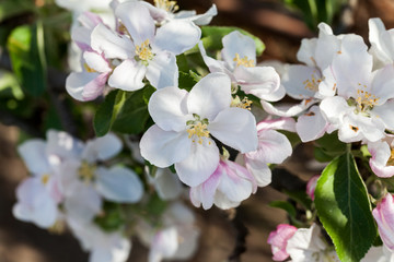 Spring blooming on apple tree branches
