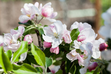 Fototapeta na wymiar Spring blooming on apple tree branches 