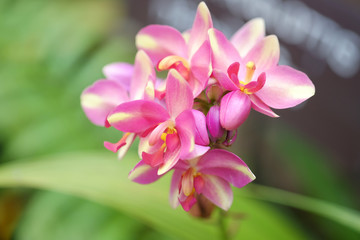 Fototapeta na wymiar pink orchid in thailand