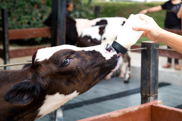 calf being fed milk © Piyawan
