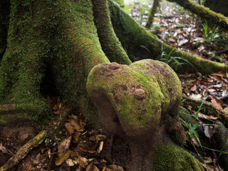 Green jungle,tree rain forest of Inthanon Mountain national park