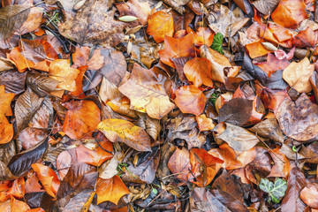 Wet yellow and orange leaves. Beautiful natural background and t