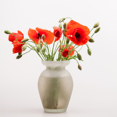 Red poppies (Papaver rhoeas) and buds with details
