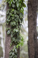 Obraz premium Vine on tree trunk