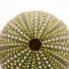 Green sea urchin shell with details
