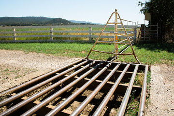 Cattle Grid