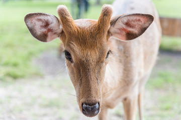 Close up head of white spot deer on green grass.