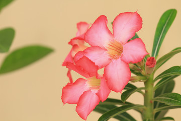 beautiful blooming pink rhododendron (Azalea)