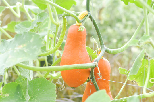 Butternut Squash Or Pumpkin In Vegetable Garden