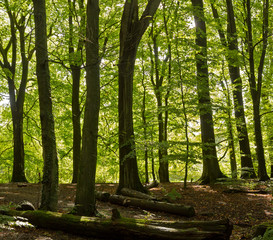 Typical english deciduous woodland