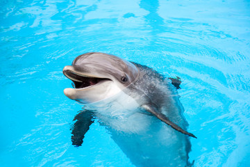 Dolphin