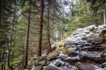 Beautiful mystical forest. Huge rocks in the pine forest covered