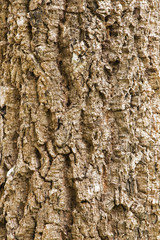 Bark Tree Texture 2