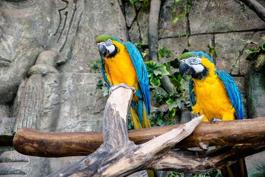 two blue-and-yellow macaw sitting on a branch 