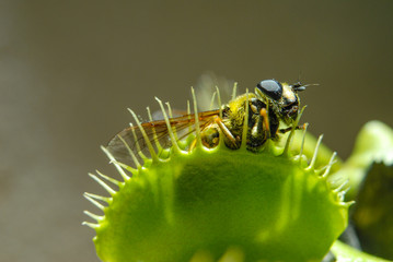 Fly eaten by carnivorous plant