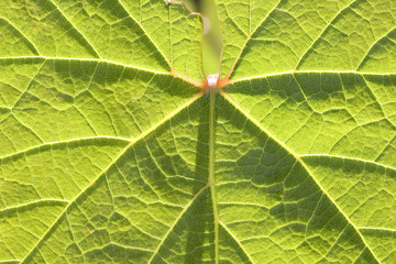vine leaf
