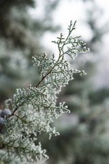 Branches covered by hoarfrost