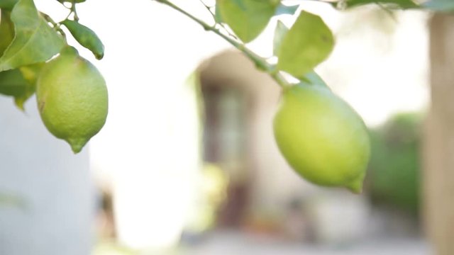 Limoni attaccati all'albero 